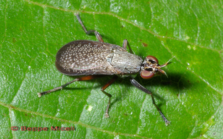 Sciomyziade: Coremacera marginata